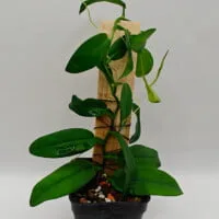 Pothos sp Indonesia