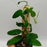 Pothos sp Indonesia