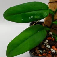 Pothos sp Indonesia