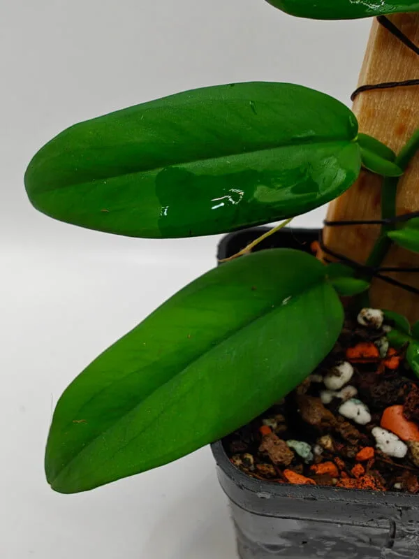 albino philodendron Philodendron 'White Princess'  Carnivero