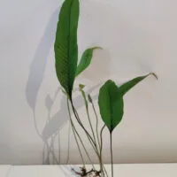 Pyrrosia lingua Pyrrosia lingua