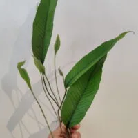 Pyrrosia lingua Pyrrosia lingua