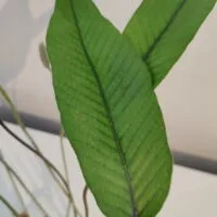 Pyrrosia lingua Pyrrosia lingua