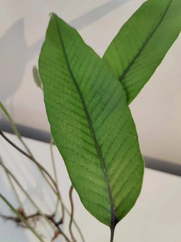 Pyrrosia lingua Pyrrosia lingua