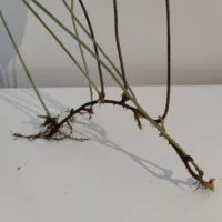 Pyrrosia lingua Pyrrosia lingua