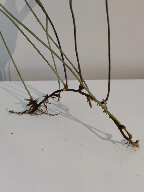 Pyrrosia lingua Pyrrosia lingua
