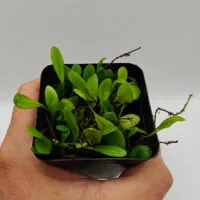 Pyrrosia serpens Pyrrosia serpens