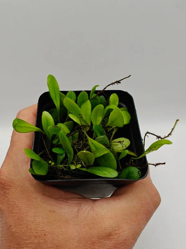 Pyrrosia serpens Pyrrosia serpens