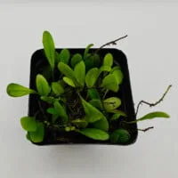 Pyrrosia serpens Pyrrosia serpens