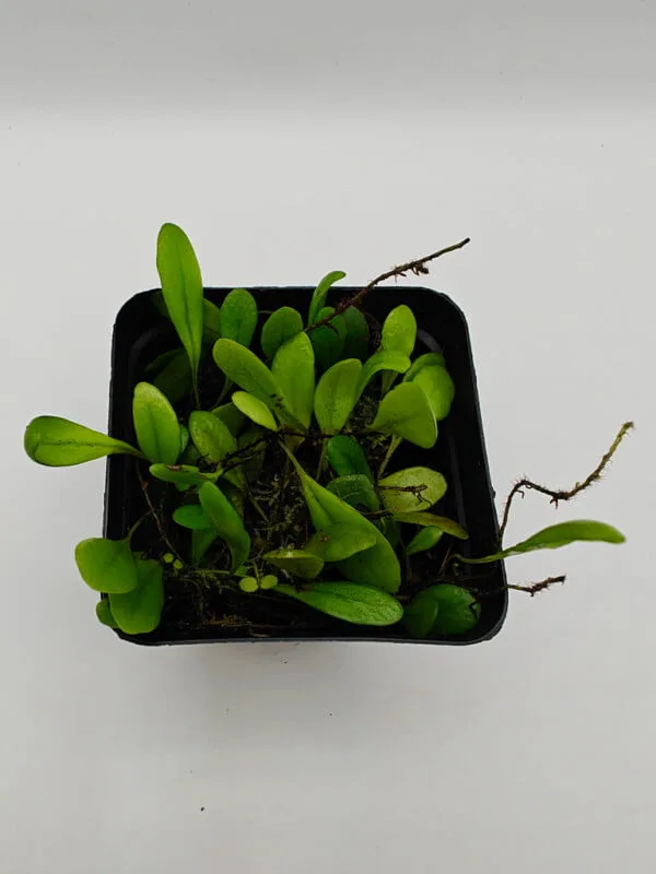 Pyrrosia serpens Pyrrosia serpens