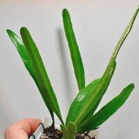 Pyrrosia sp Borneo Pyrrosia sp Borneo