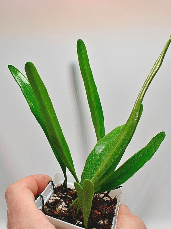 Pyrrosia sp Borneo Pyrrosia sp Borneo