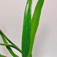 Pyrrosia sp Borneo Pyrrosia sp Borneo