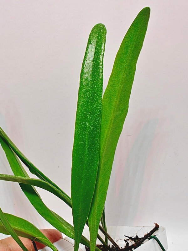 Pyrrosia sp Borneo Pyrrosia sp Borneo