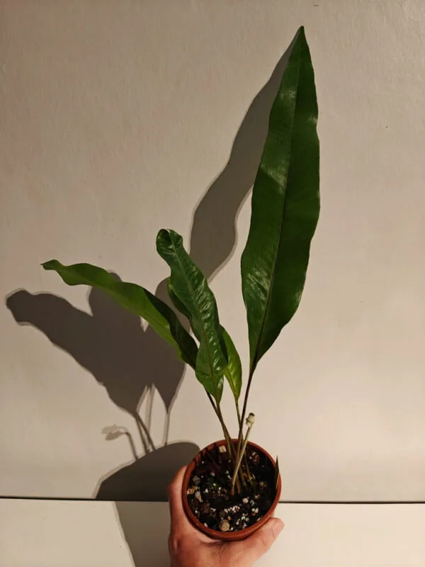 Pyrrosia sp China