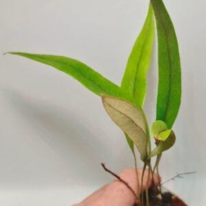 Pyrrosia sp Malaysia