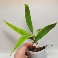 Pyrrosia sp Malaysia Pyrrosia sp Malaysia