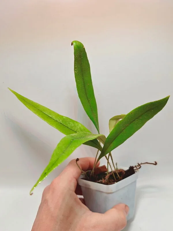 Pyrrosia sp Malaysia