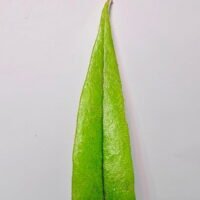 Pyrrosia sp Malaysia Pyrrosia sp Malaysia