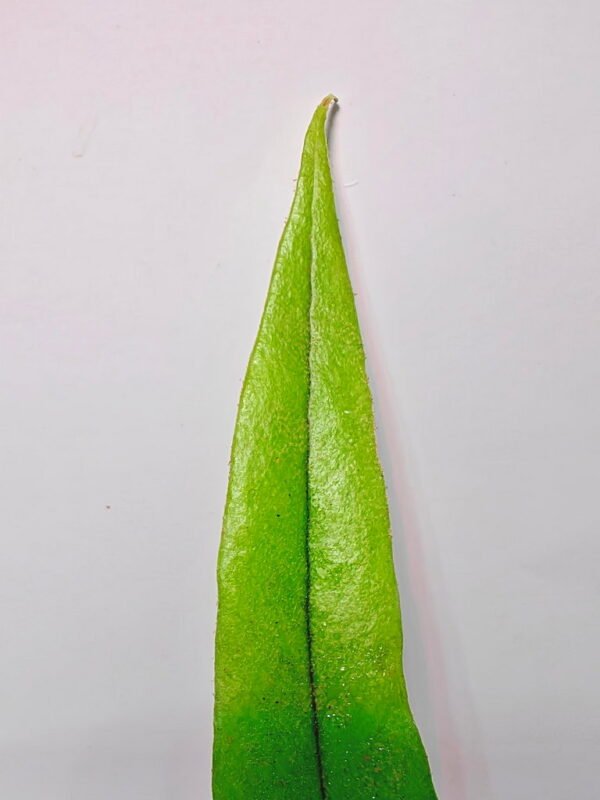 Pyrrosia sp Malaysia Pyrrosia sp Malaysia