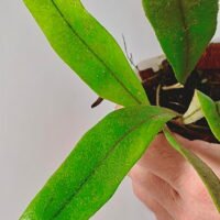 Pyrrosia sp Malaysia Pyrrosia sp Malaysia