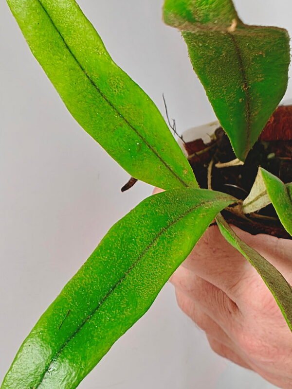 Pyrrosia sp Malaysia Pyrrosia sp Malaysia