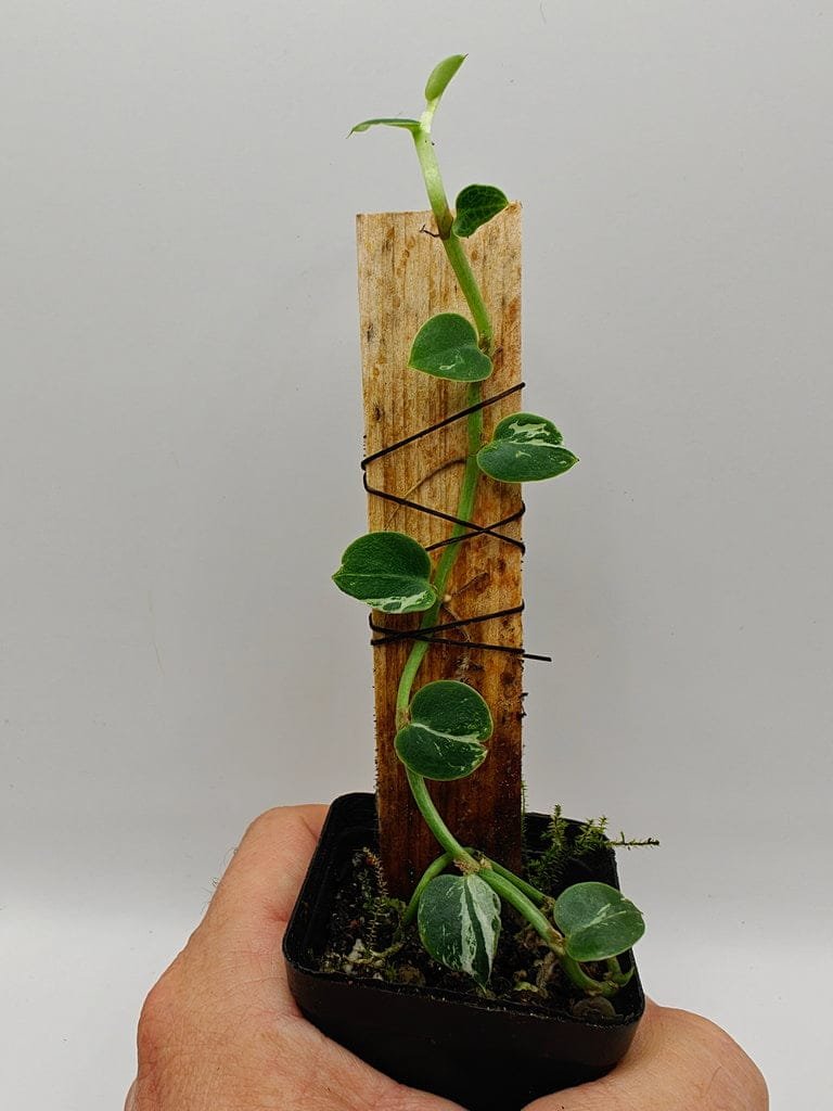maranta leuconeura raspberry variegata Maranta leuconeura 