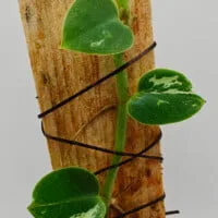 Rhaphidophora hayi variegated Rhaphidophora hayi variegated