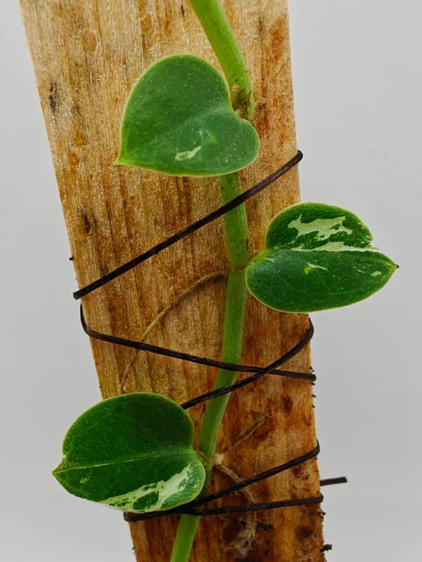 Rhaphidophora hayi variegated Rhaphidophora hayi variegated