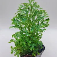 Selaginella Borneo blue