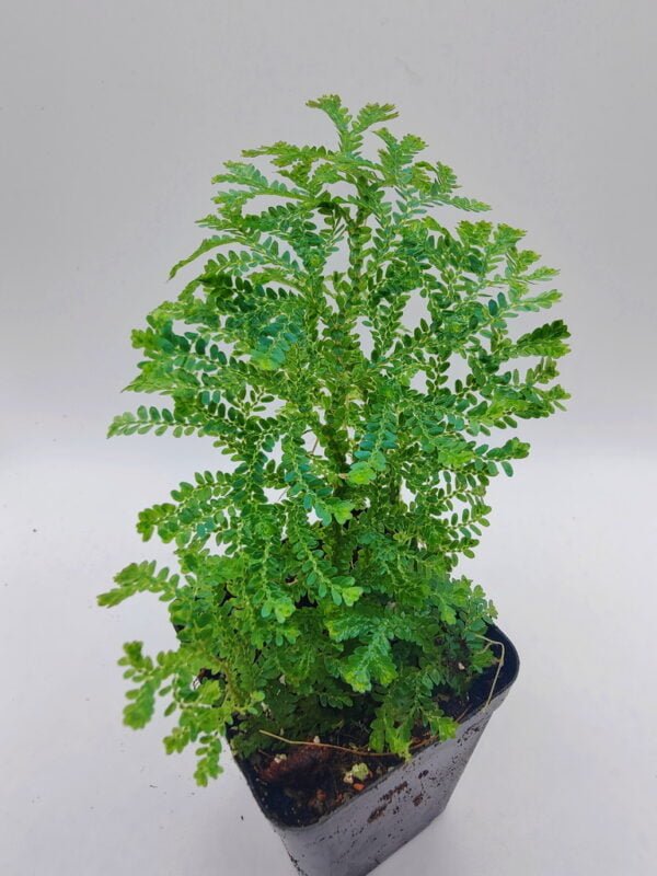 Selaginella Borneo blue