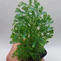Selaginella Borneo blue