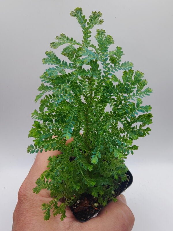 Selaginella Borneo blue