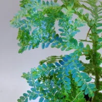 Selaginella Borneo blue