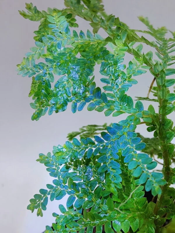 Selaginella Borneo blue