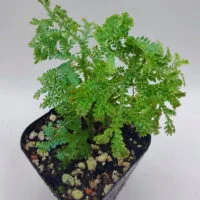 Selaginella Borneo blue