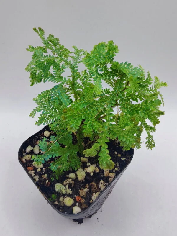 Selaginella Borneo blue