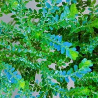Selaginella Borneo blue Selaginella Borneo blue