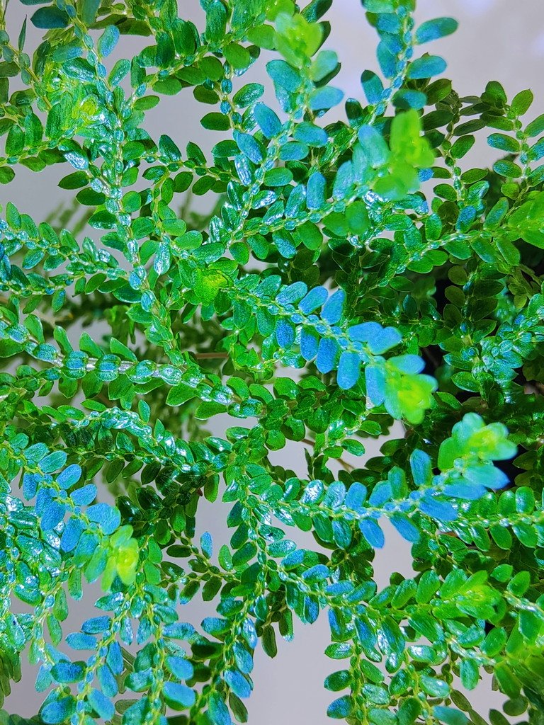 Selaginella sp.Sarawak Gold&Blue purple Selaginella sp hi-res