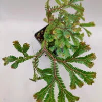 Selaginella cf ornata