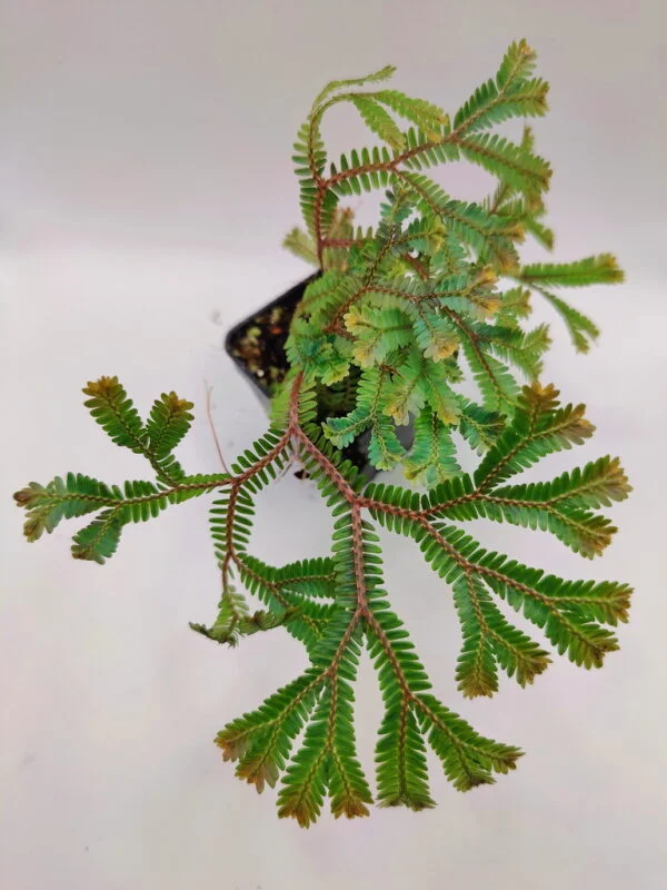 Selaginella cf ornata