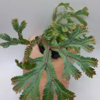 Selaginella cf ornata