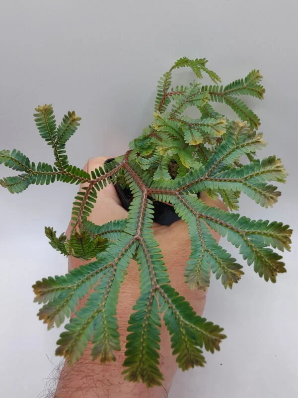 Selaginella cf ornata