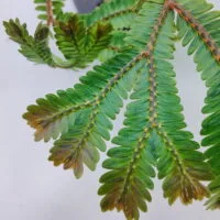 Selaginella China rainbow