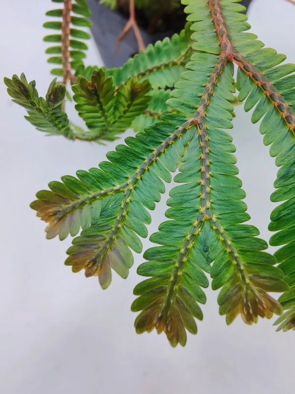 Selaginella China rainbow