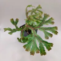Selaginella China rainbow
