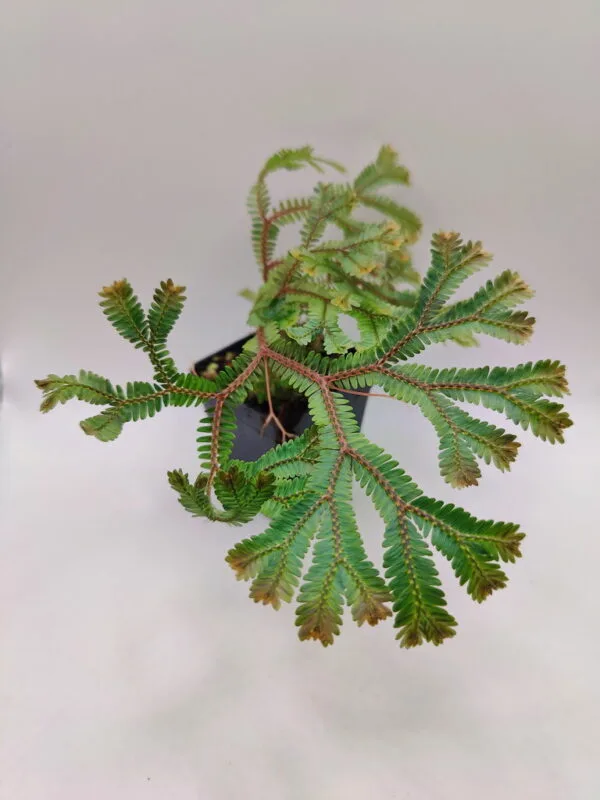Selaginella China rainbow