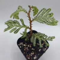 Selaginella picta