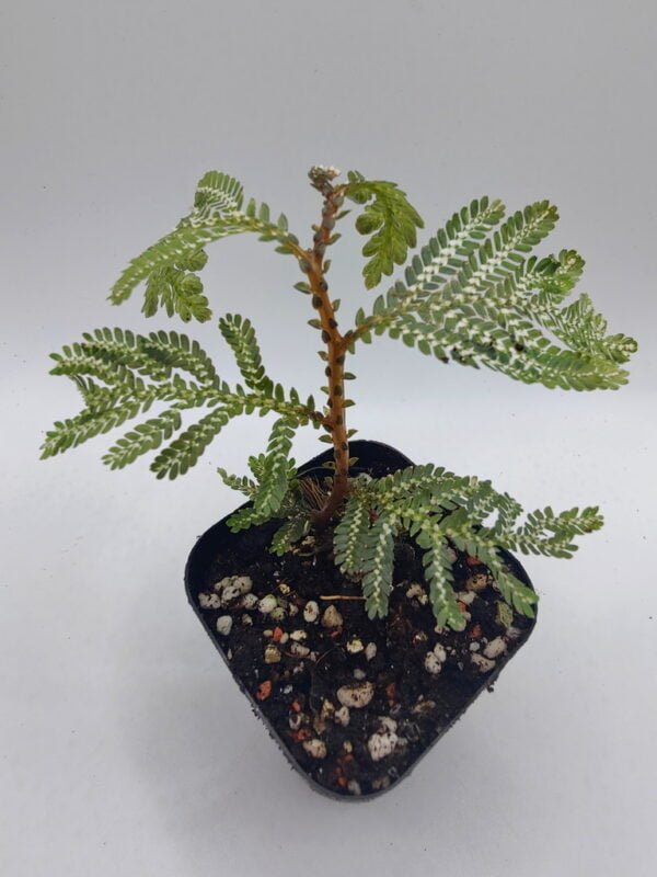 Selaginella picta