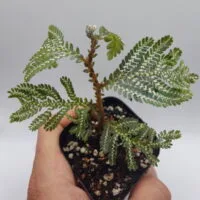 Selaginella picta